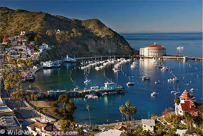 Catalina Island Pictures