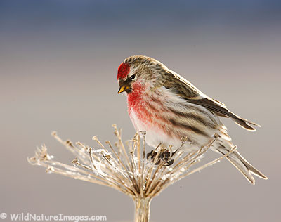 redpoll Common Redpoll