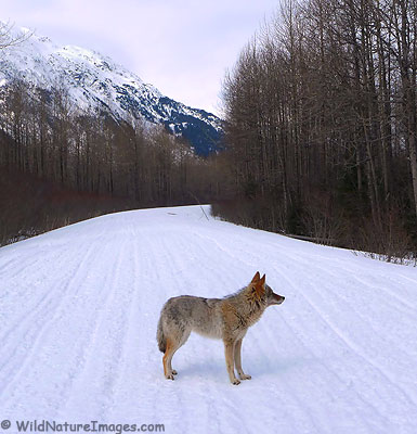 coyote