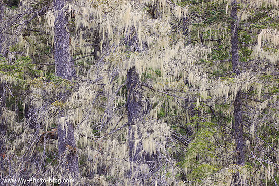 Rainforest, Chugach National Forest, Alaska.