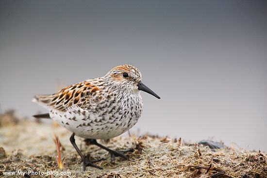 Western Sandpiper, Copper River Delta, Alaska.