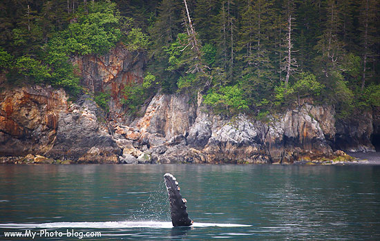 A Humpback Whale waves its flipper, Kenai Fjords National Park, Alaska.