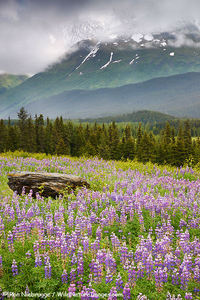 Snow River Valley, Chugach National Forest, Alaska.