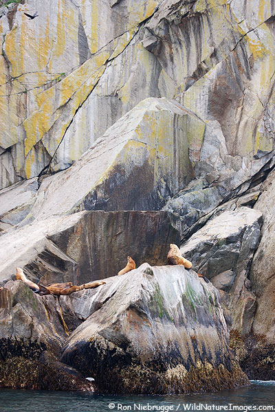 Steller Sea Lions