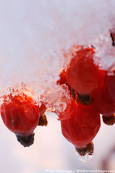 Snow and ice covered berries in my backyard this morning, Seward, Alaska.