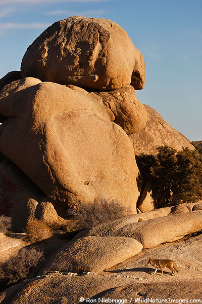 Coyote, Joshua Tree National Park, California.