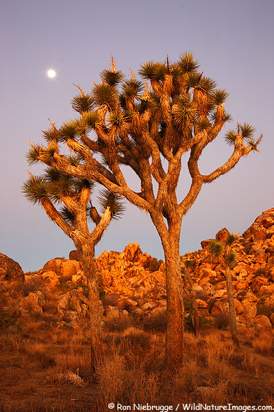 Full Moon over Joshua Tree National Park, California.