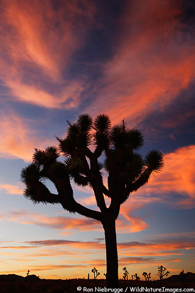 Jushua Tree at sunset, Joshua Tree National Park, California.