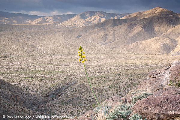 Agave Desert Agave also known as Century Plant, Anza-Borrego Desert State Park, California.