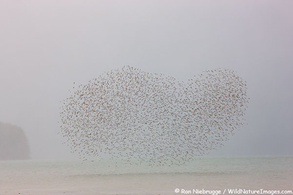 Shorebirds, Copper River Delta, Alaska. Shorebirds, Copper River Delta, Alaska.