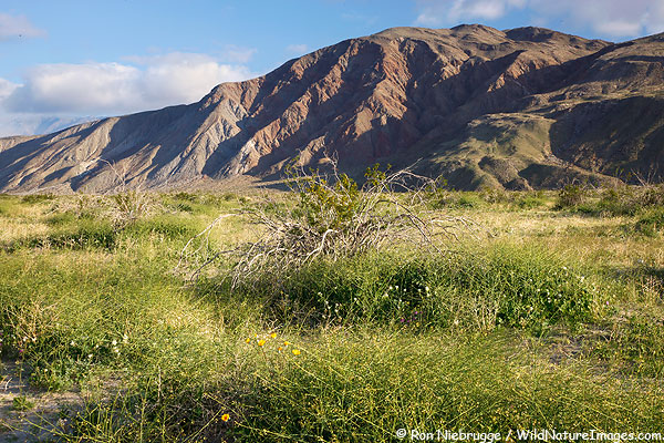 sahara-mustard Today along Henderson Canyon Road, Anza Borrego State Park, California.