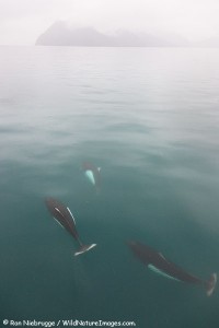 Dall's Porpoise