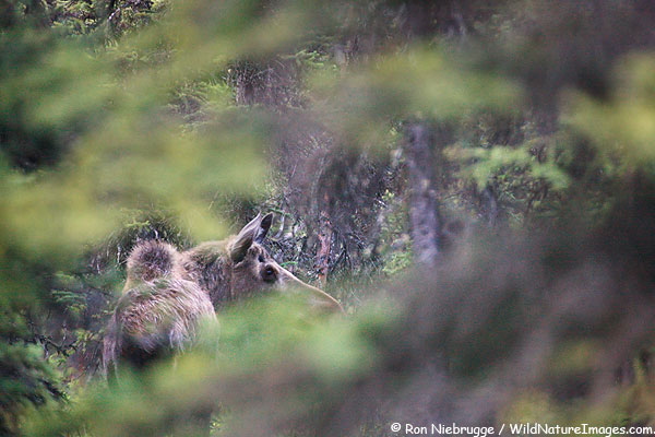 Moose, Denali National Park, Alaska. Moose, Denali National Park, Alaska.