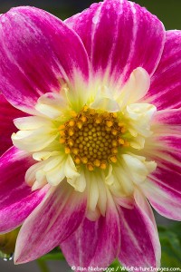 Dahlia photo with a Canon Rebel T2i and 100 Macro at f/11, 1/15 second and ISO 100.