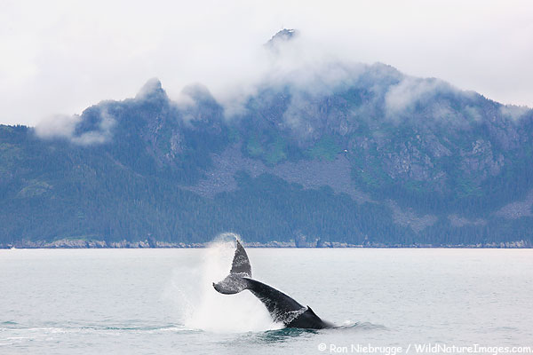 Humpback Whale