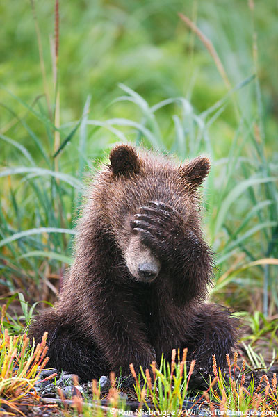 Brown bear cub, Lake Clark National Park, Alaska.