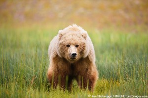 A Brown bear sow, Lake Clark National Park, Alaska.