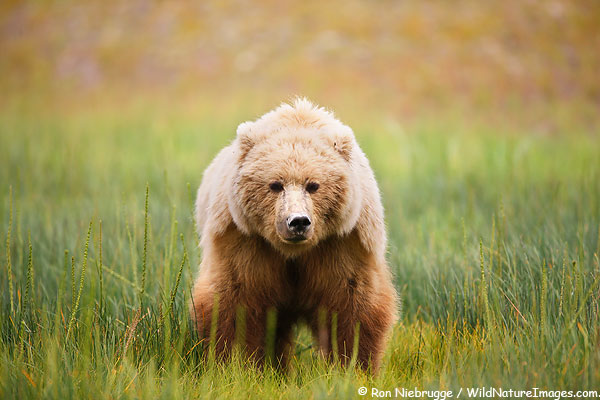 A Brown bear sow, Lake Clark National Park, Alaska.