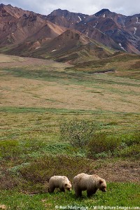 Grizzly bear sow and cub, Denali National Park, Alaska.