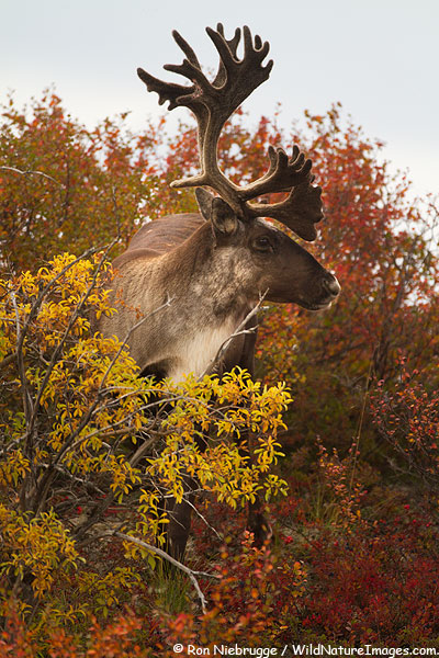Caribou and Fall colors, Alaska. Caribou and Fall colors, Alaska.