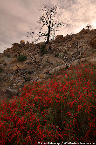 Pioneertown Mountain Preserve, Mojave Desert, California.