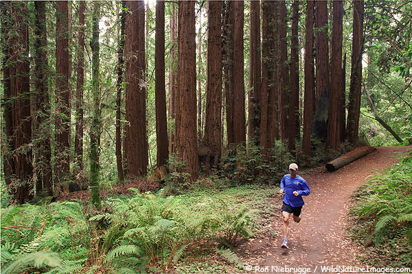 Greg Hales running through the redwoods in Nisene State Park, Aptos, California 