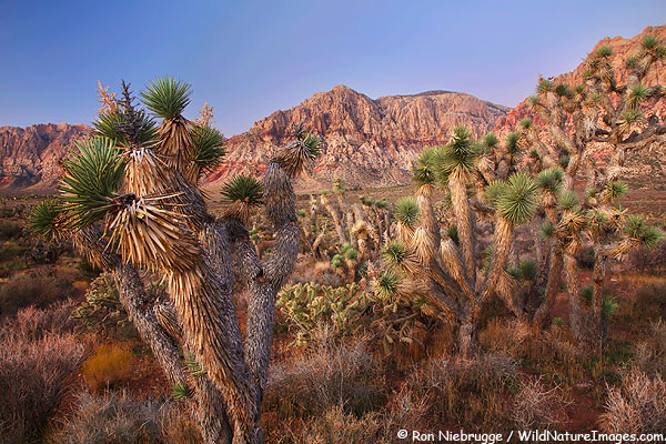 Joshua Trees in Red Rock Canyon, near Las Vegas, Nevada.  