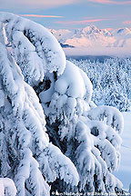 Snowy trees, Chugach National Forest, Alaska. Snowy trees, Chugach National Forest, Alaska.