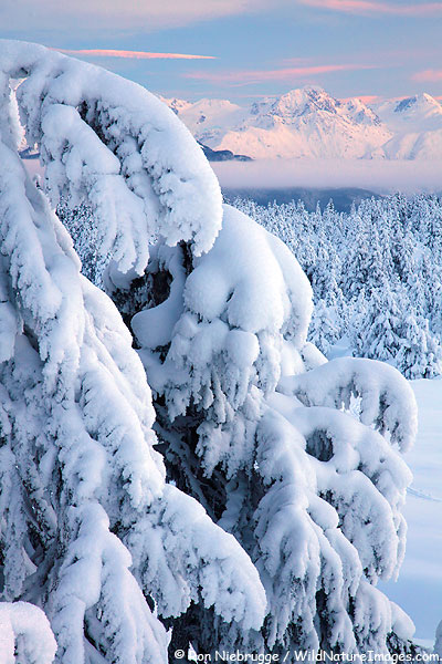 Snowy trees, Chugach National Forest, Alaska. Snowy trees, Chugach National Forest, Alaska.