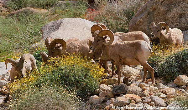 Peninsular Bighorn Sheep rams, Anza-Borrego Desert State Park, California.