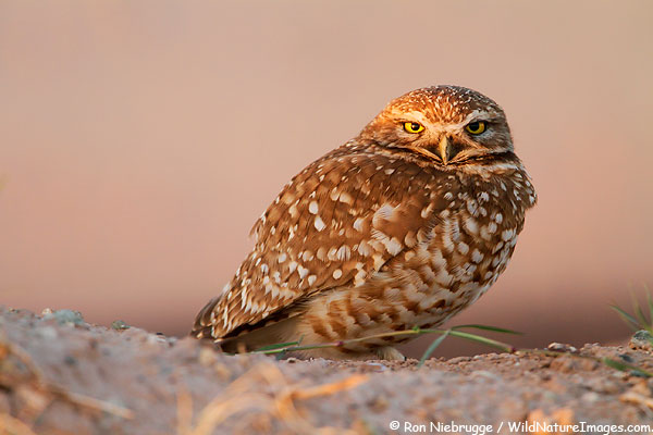 Burrowing owl, near the Salton Sea, California.