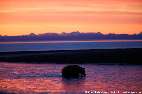 Brown bear sow looks intently for salmon, Lake Clark National Park, Alaska.