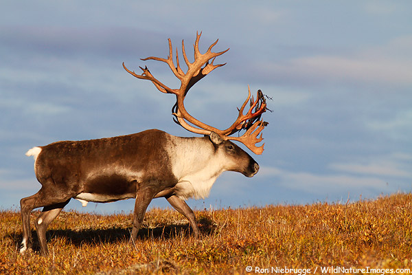 Bull Caribou, Denali National Park, Alaska.