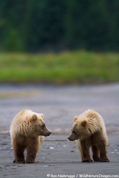 Brown / Grizzly Bear cubs, Lake Clark National Park, Alaska.