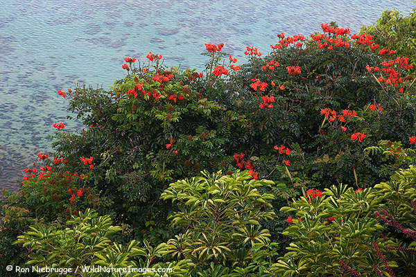 Coast off Princeville, Kauai, Hawaii.