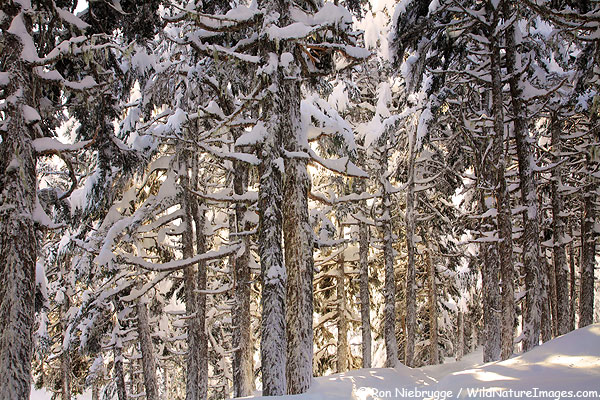 Lost Lake Trail, Chugach National Forest, Seward, Alaska.