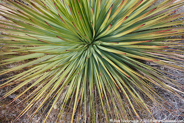 Anza-Borrego Desert State Park, Arizona.