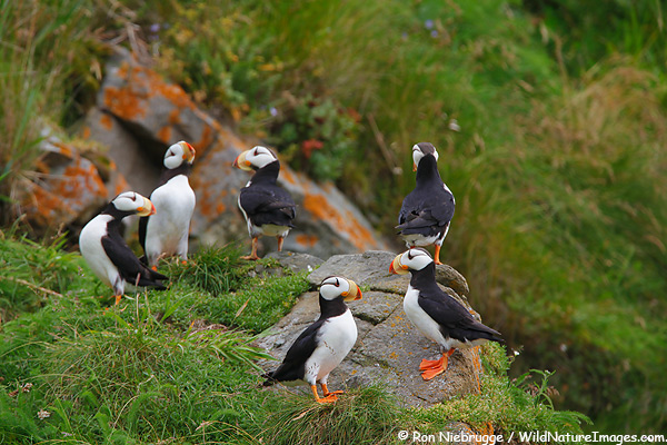 Horned Puffin, Alaska.