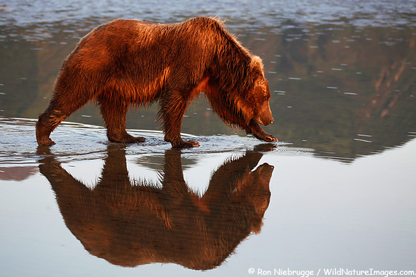 A brown bear reflection in sunrise light, Lake Clark National Park, Alaska.